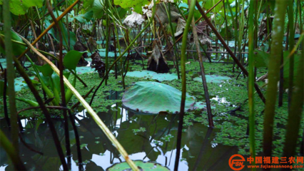 科技服務三農 | 典型案例 科技扶貧“巧”用勁，農業科技服務顯神通