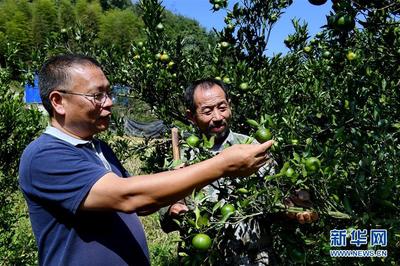 科技興農(nóng)新畫卷 福建建甌“科特派”服務(wù)“三農(nóng)”紀(jì)實(shí)